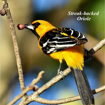 Streak-backed Oriole